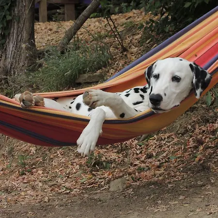 Adrenaline Check Kaki Event Place Camping